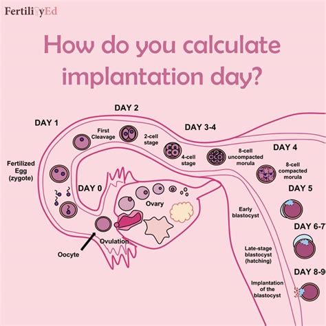 When you’re trying to get pregnant, “When did I conceive?” is a pretty ...