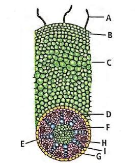 Transverse section of a part of a typical monocotyledonous root has ...