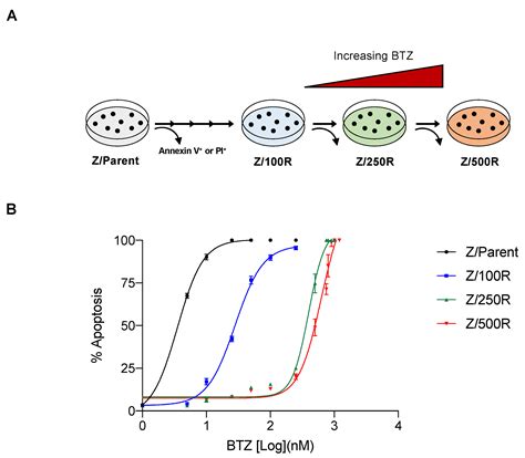 Bcl-2 Family Members Bcl-xL and Bax Cooperatively Contribute to ...