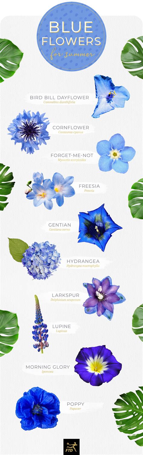 30 Types of Blue Flowers - FTD.com | Blue flower names, Types of blue ...