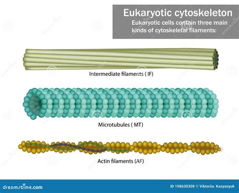 Three Eukaryotic Cells Cytoskeletal Filaments Vector Illustration ...