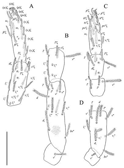 New Definition of Neoprotereunetes Fain et Camerik, Its Distribution ...