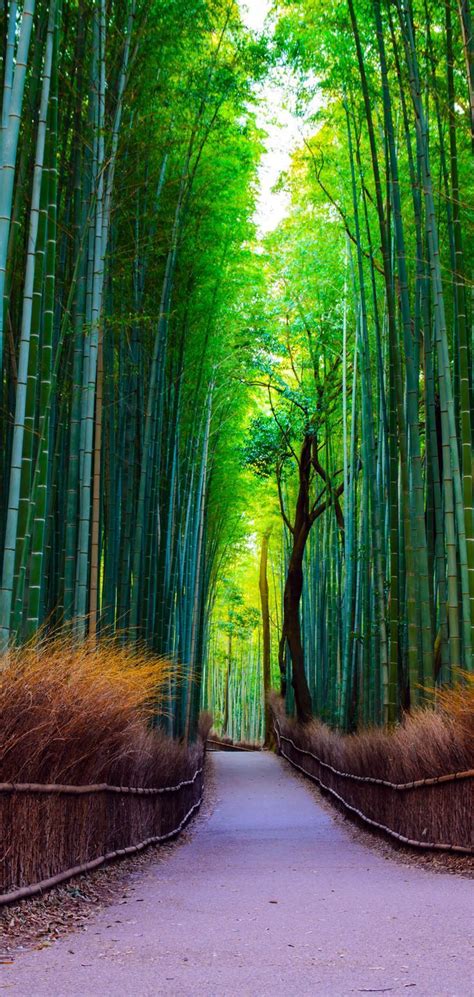 Pinoy Japan: Bamboo Forest at Arashiyama Mountain