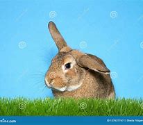 Image result for Baby Brown Bunny Tiny