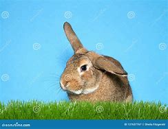 Image result for Brown Bunny Aesthetic