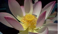fiore della rinascita il giardino delle naiadi fior di loto la rinascita fiore della rinascita il giardino delle naiadi fior di loto la rinascita