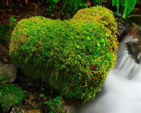 Bing Wallpaper Forest 的图像结果