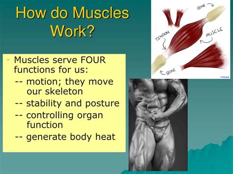 Image result for How Muscles Work Video