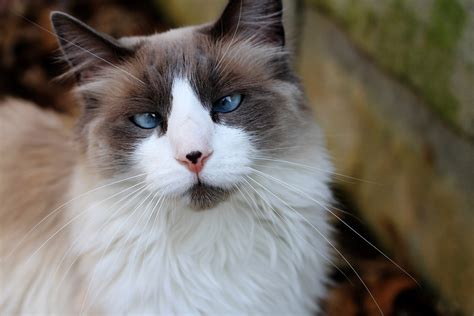 Cross Eyed Cat Free Stock Photo - Public Domain Pictures