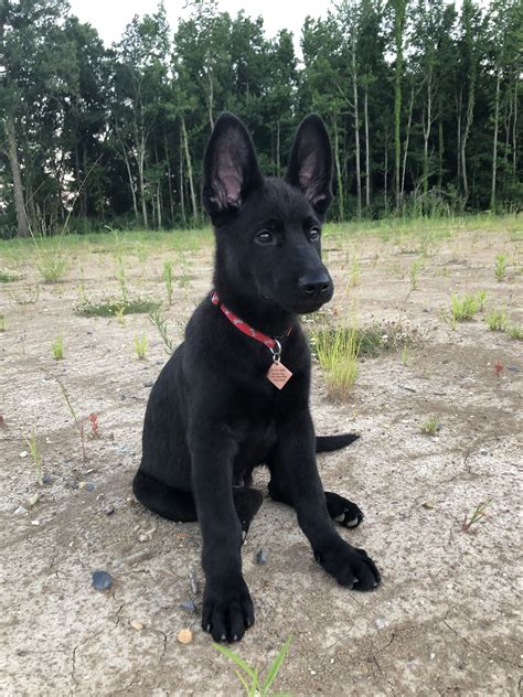 How Are German Shepherds Black
