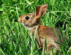 Image result for American Wild Rabbit