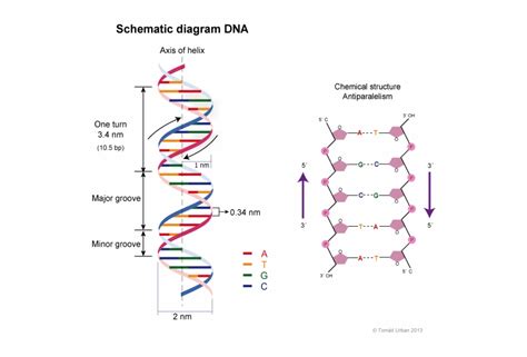 DNA Structure 的图像结果