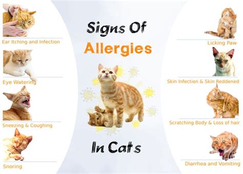 cat allergies