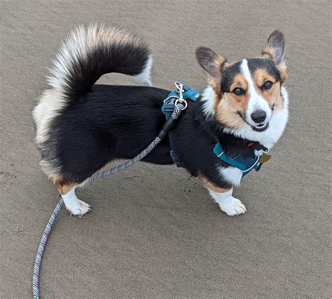 Are Corgi Puppies Born With Tails