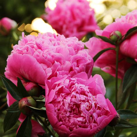 How long do peonies take to bloom? Gardening pros share | Ideal Home