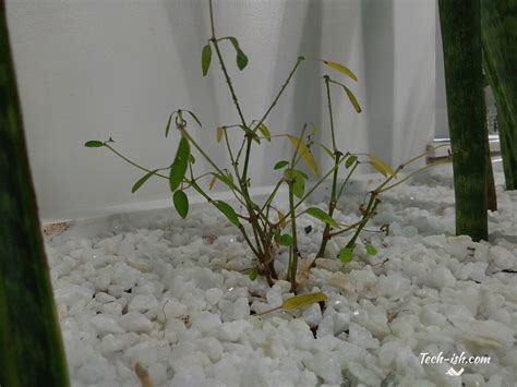 Image result for Note 5 Camera