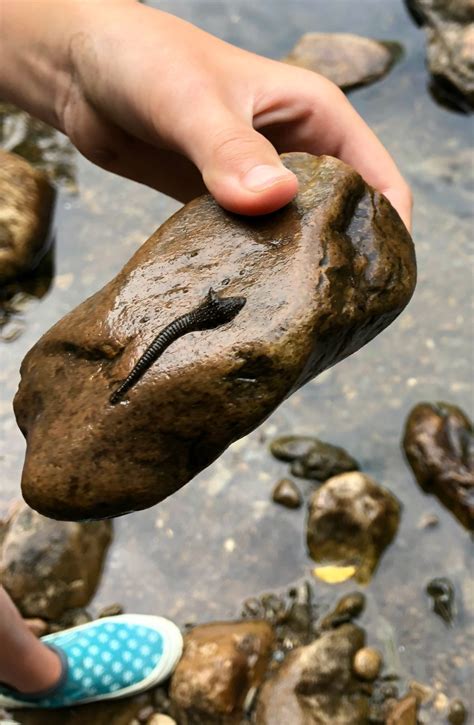 Falls of Lana, Salisbury, Vermont - A Nation of Moms