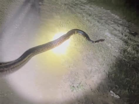 Image result for Large Python Eating a Deer