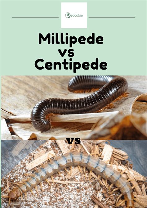 Millipede vs Centipede: Researched Facts, Observation and Difference ...