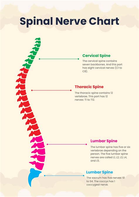 What Is Accessory Spinal Nerve at Michael Carandini blog