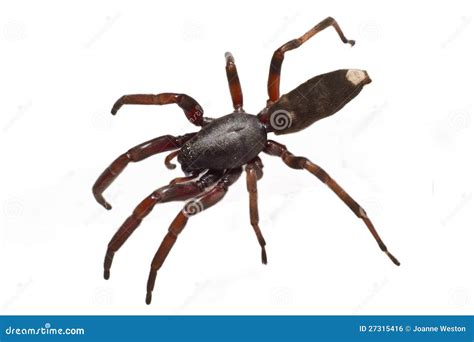White tip spider stock photo. Image of predator, arachnophobia - 27315416