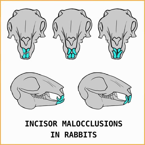 33 Awesome Rabbit Facts To Impress Your Friends