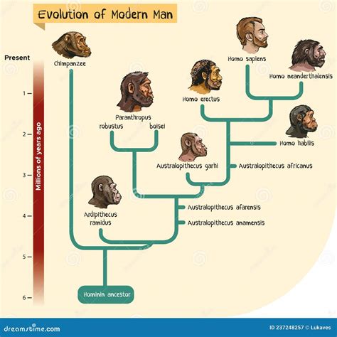 Modern Man Evolution 的图像结果