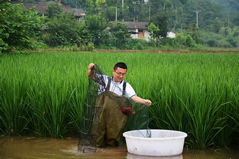 自贡市荣县“90后”大学生“稻虾养殖”逐梦 带领群众共同致富-国际在线