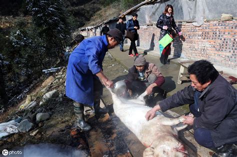 重庆养猪专业户：千米山上放养黑山猪4000头，比卖猪肉更赚钱