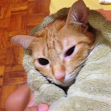 I was teary-eyed! ~ PAWsome Cats