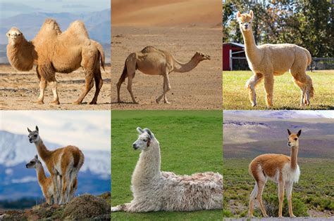 Definition - Camelids Camelids - Calculation Meaning
