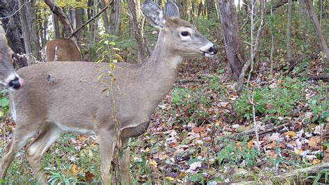 'Zombie deer disease': Study of 2 hunter deaths raises concerns