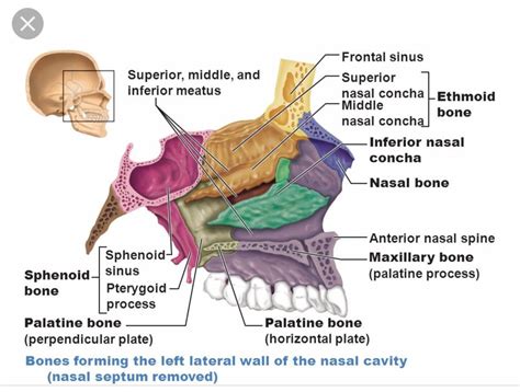 Nasal cavity | Schedel