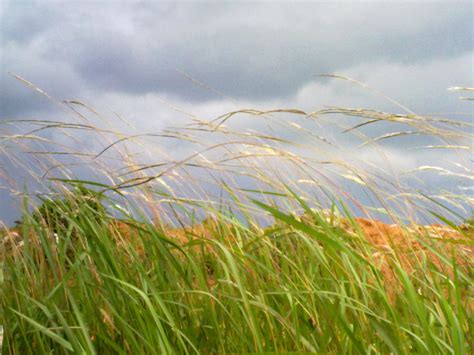 Grassland 的图像结果