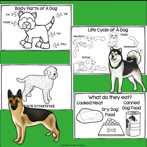 Dogs for 1st Graders Science 的图像结果