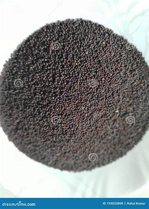 Indian Natural Brown Mustard Seeds. Stock Photo - Image of seeds ...
