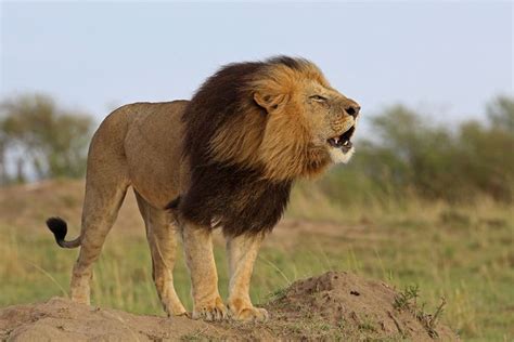 Image result for Lion Algorithm