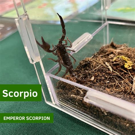 Invertebrate Ambassadors - Chintimini Wildlife Center