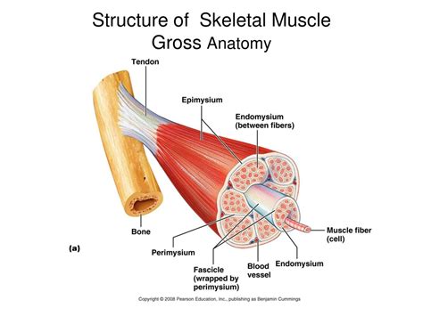 PPT - Understanding Skeletal Muscle Contraction Mechanisms PowerPoint ...