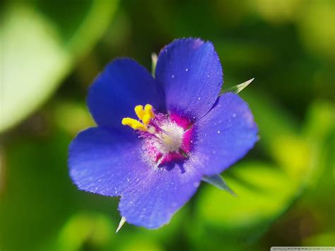 Scarlet Pimpernel Flower 4K UHD Wallpaper for UltraHD Desktop and TV ...