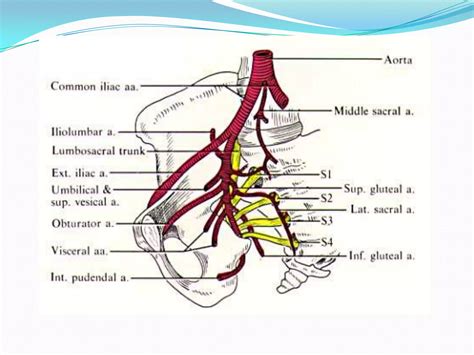 Anatomy of Gluteal Region | PPTX