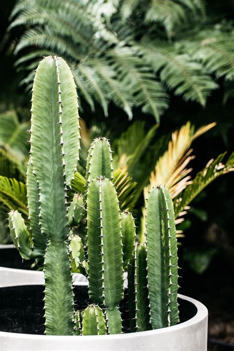 Cowboy Cactus (Euphorbia ingens) – The Palms Sydney