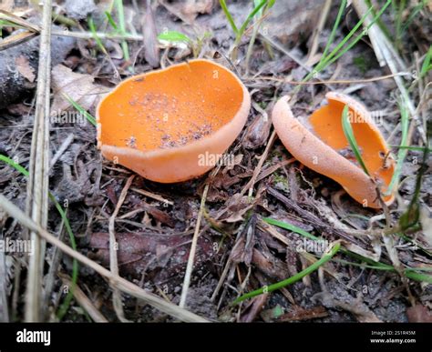 orange peel fungus (Aleuria aurantia Stock Photo - Alamy