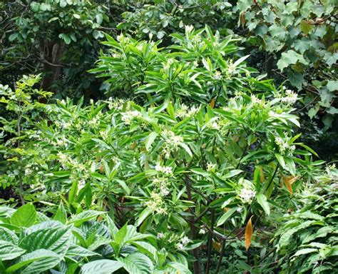 Cerbera floribunda - cassowary plum, rubber tree, grey milkwood | Royal ...