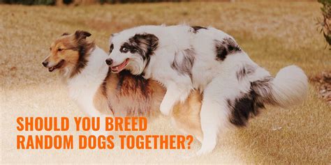 How to Breed Dogs of Different Sizes Safely?