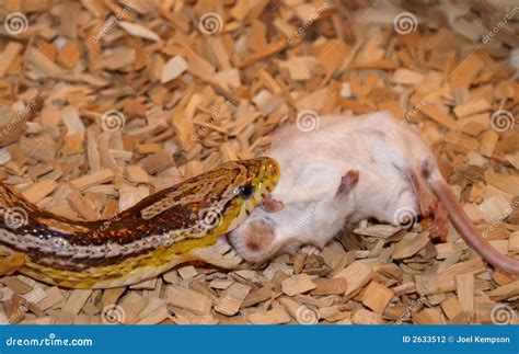 A Corn Snake Eating a Mouse Stock Photo - Image of limbless, ghost: 2633512