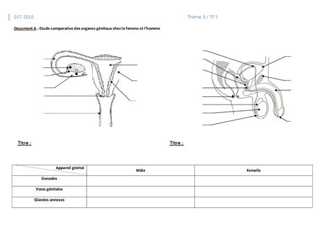 TP 1 - Structure et mise en place des organes génitaux - AlloSchool