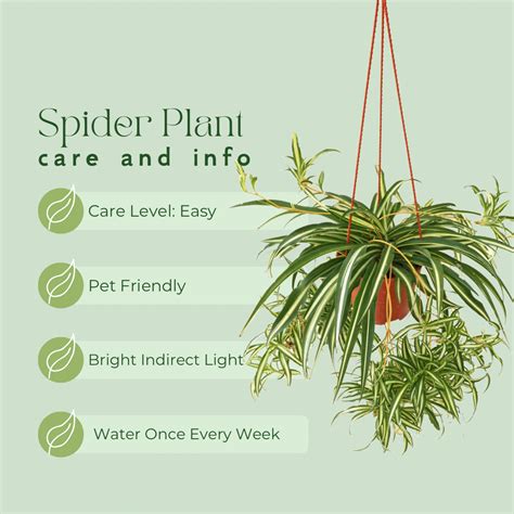 Easy Houseplant Care Guide