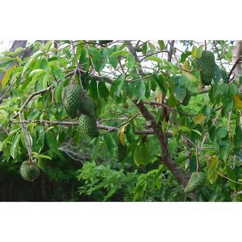 Organic Fruit Plant - Lemon Plant Manufacturer from Pune