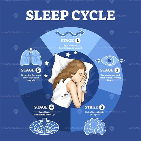 example of healthy sleep cycle